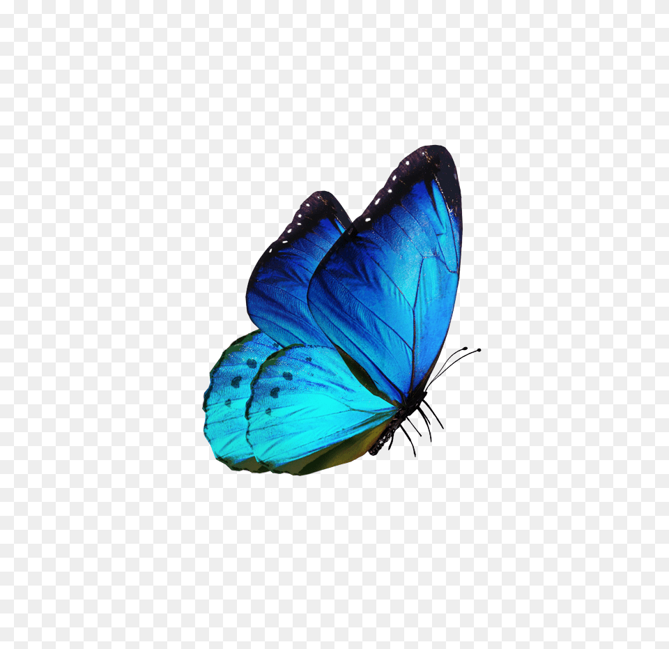 Download Hd Blue Butterfly Flying Blue Butterfly, Animal, Insect, Invertebrate, Clothing Png Image