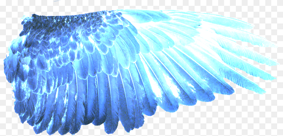Download Hd Blue Wings Eagle Transparent Blue Wings Transparent, Animal, Bird, Vulture Free Png