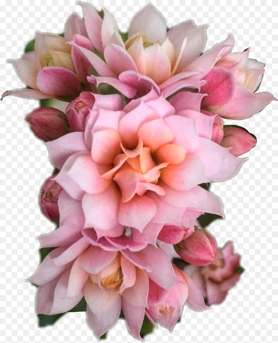 Download Hd Bouquet Flowers Overlay Transparent Flower Flower Overlays For Edits, Dahlia, Flower Arrangement, Flower Bouquet, Geranium Free Png