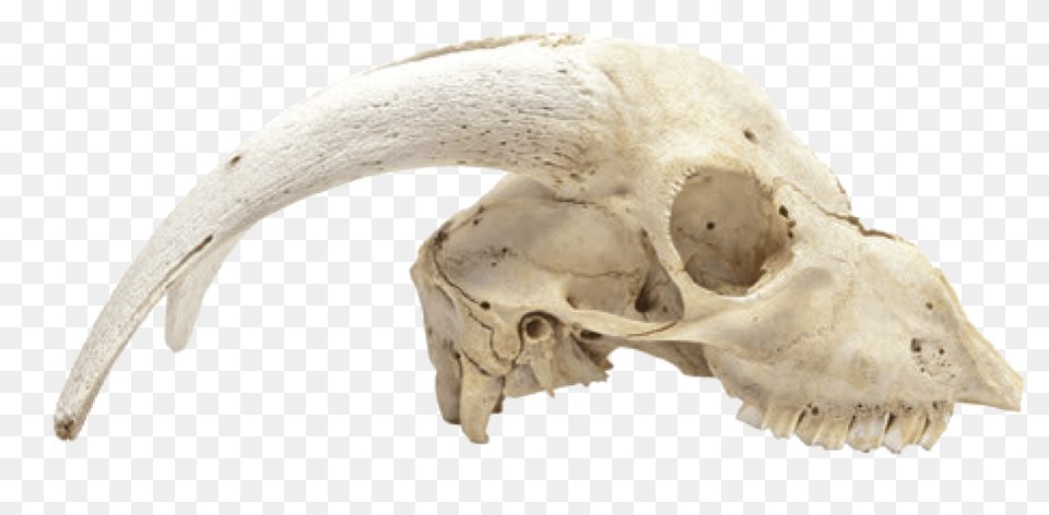 Download Hd Cabinet Of Curiosities Dead Animal Skulls Animal Skull, Fish, Sea Life, Shark, Fossil Free Png
