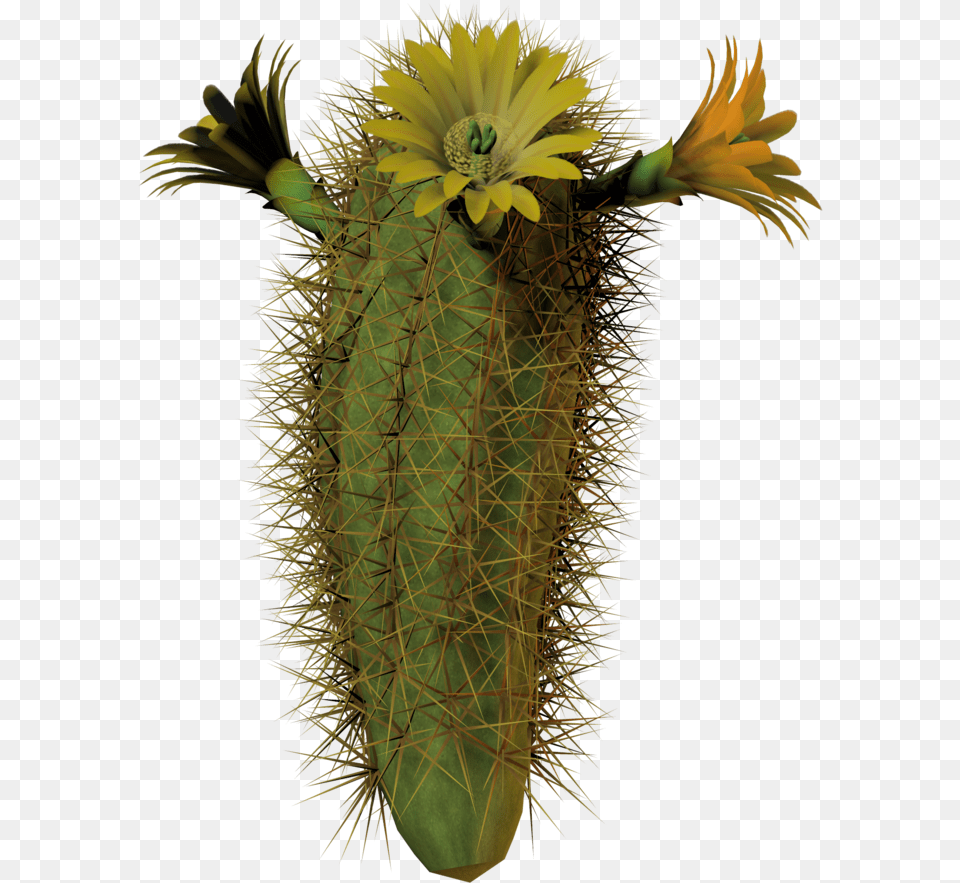 Download Hd Cactus Flower Tall By Equi Cactus Blooms With Cactus With Flower Transparent Background, Plant Png