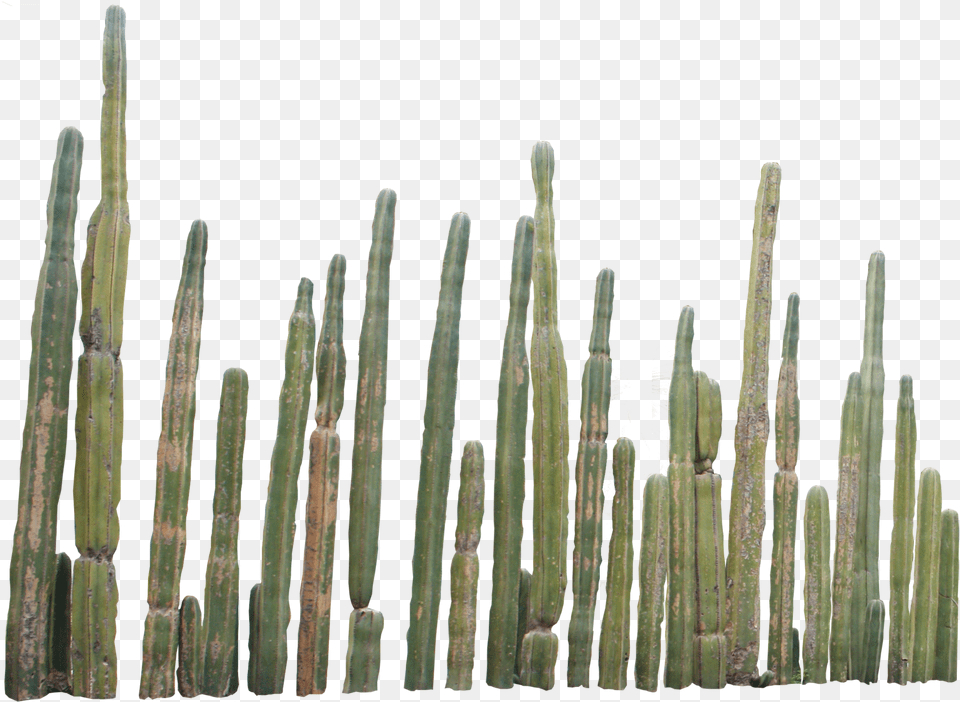 Download Hd Cactus Plants Cactus, Plant Free Transparent Png