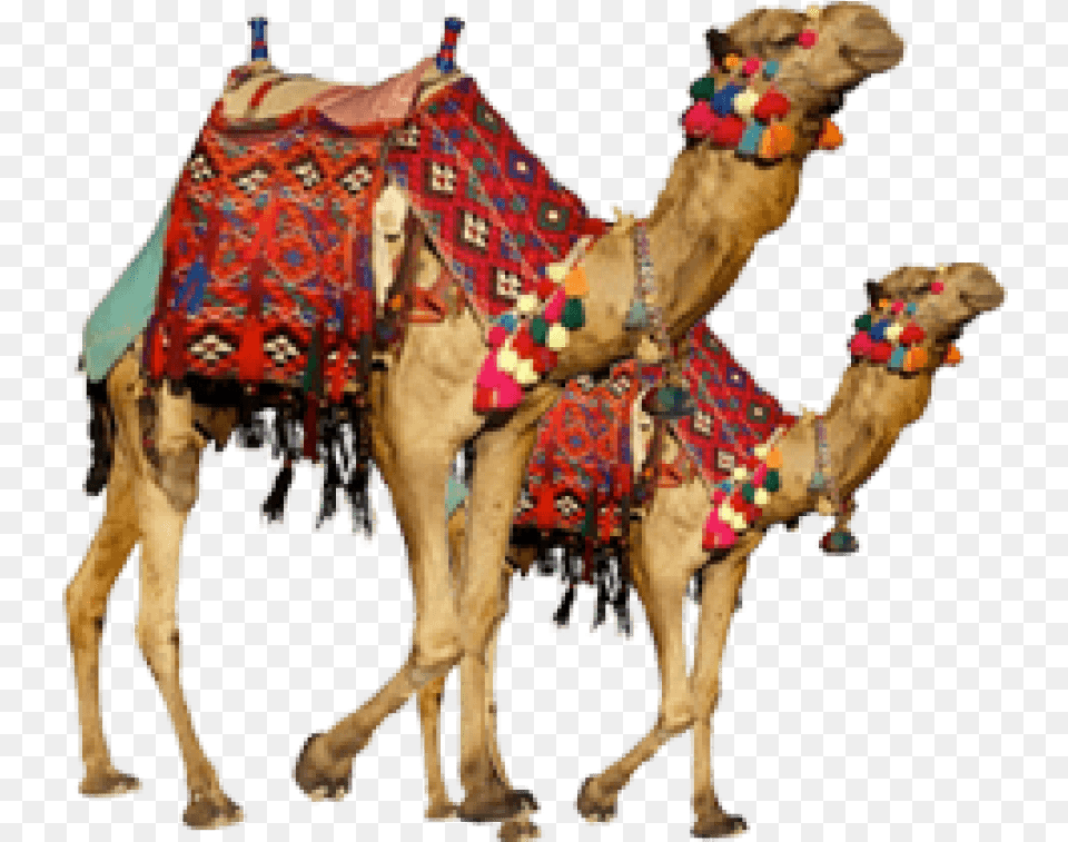 Download Hd Camel Images Camel, Animal, Mammal Png Image