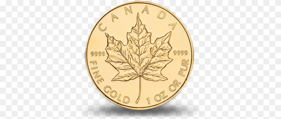 Download Hd Canadian Gold Maple Canadian Gold Maple Leaf, Plant, Accessories, Jewelry, Locket Png Image