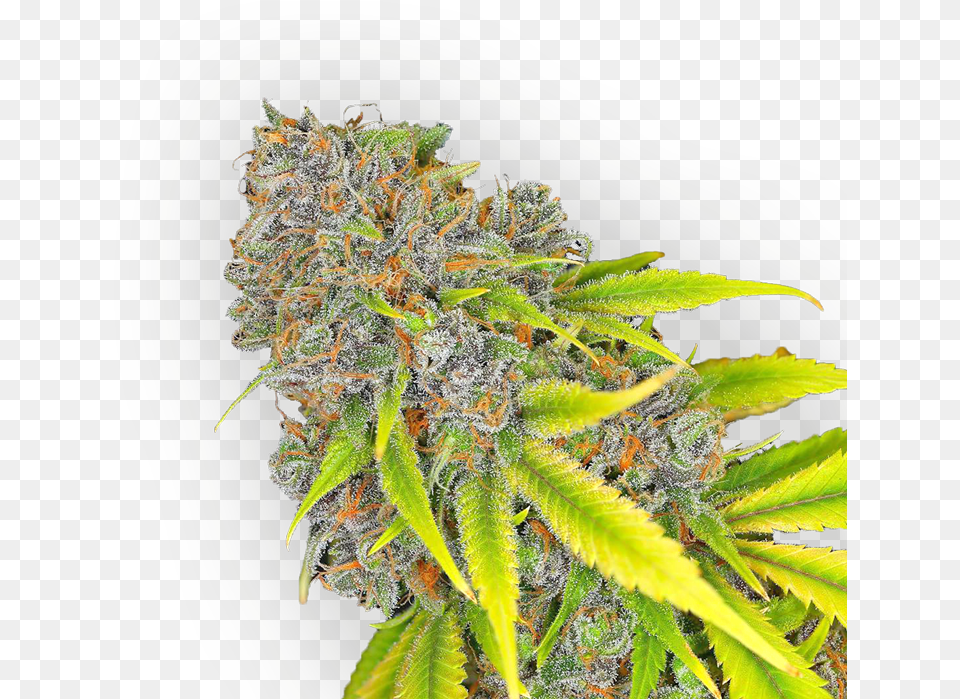 Download Hd Cannabis Bud Cannabis Transparent Image Flower, Plant, Weed, Hemp Free Png