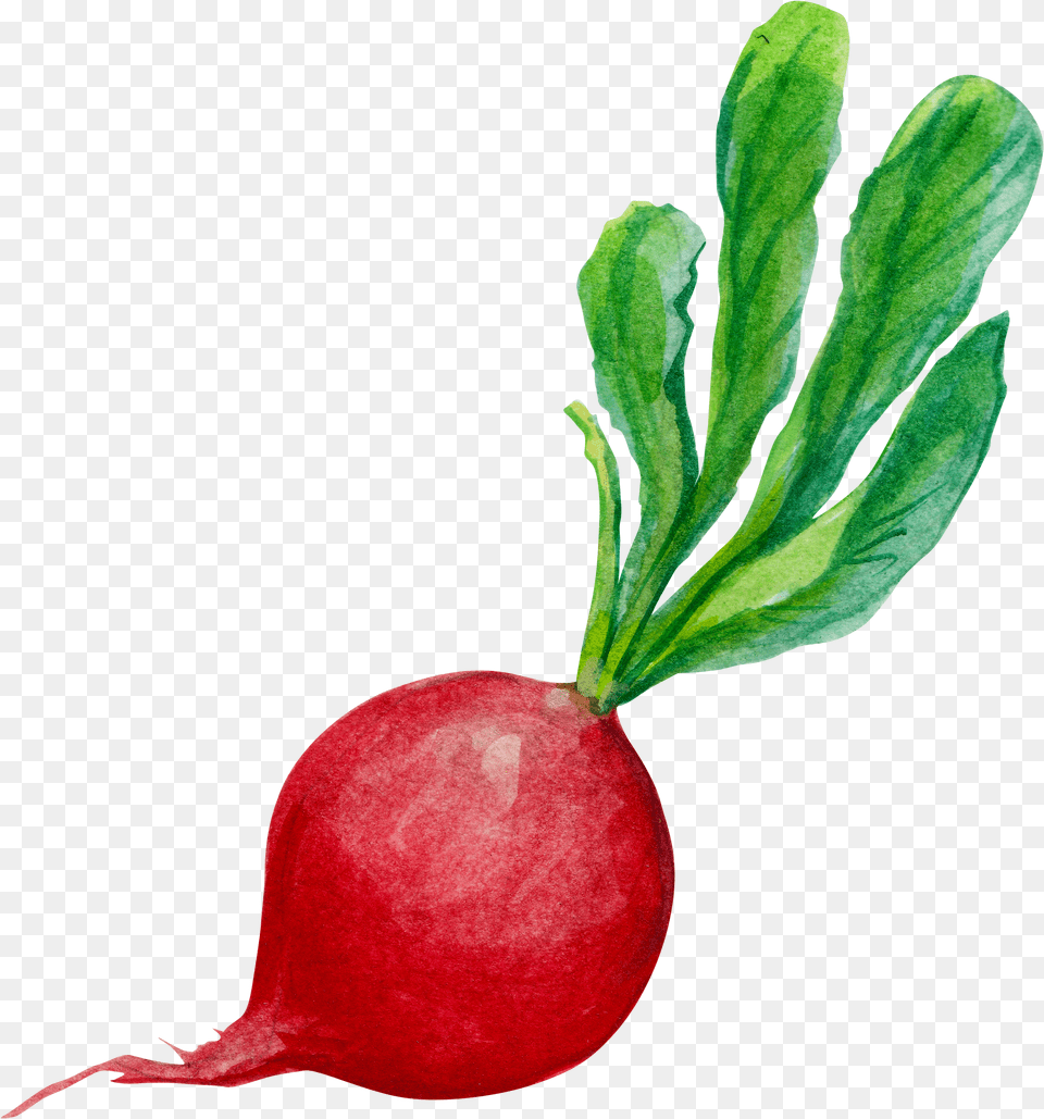 Download Hd Carrots Watercolor Radish, Food, Plant, Produce, Vegetable Png Image