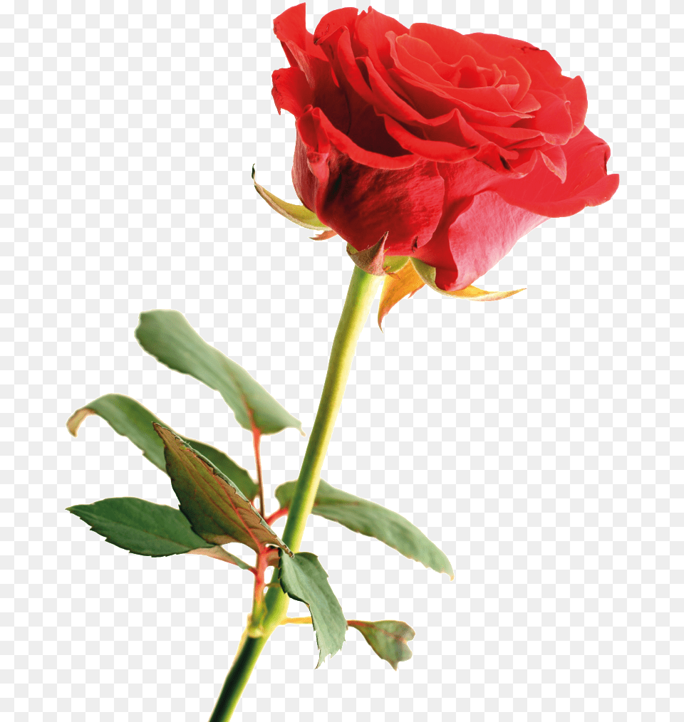Hd Cartoon Red Rose Hand Painted Rose Happy Mothers Day Flowers, Flower, Plant Free Png Download