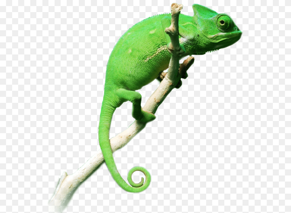 Download Hd Chameleon Chameleon, Animal, Lizard, Reptile, Green Lizard Free Transparent Png
