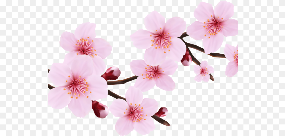 Download Hd Cherry Blossom Clipart File Cherry Blossom Cherry Blossom Flower, Plant, Cherry Blossom Png
