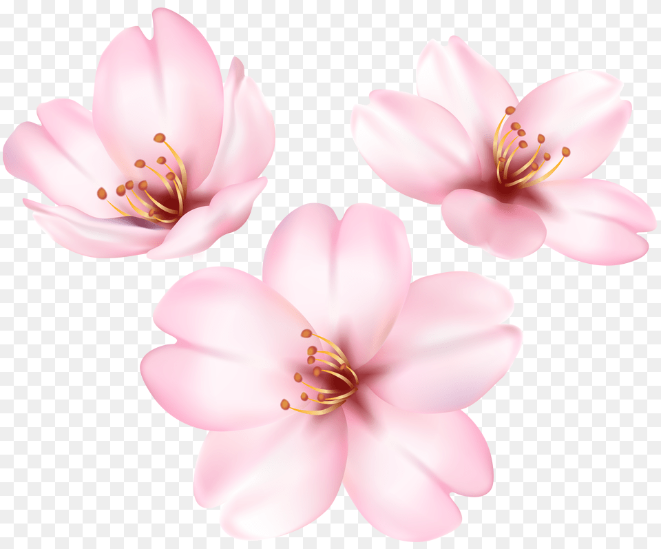 Download Hd Cherry Blossom Tree Free Transparent Png