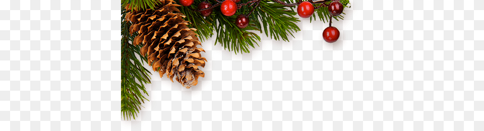 Download Hd Christmas Decor Christmas Decor Hd, Conifer, Plant, Tree, Food Png