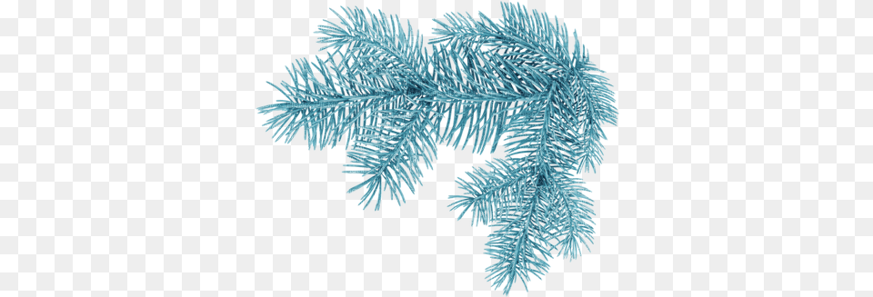 Download Hd Christmas Tree Branch Christmas Tree Branch Winter, Nature, Conifer, Plant, Outdoors Free Transparent Png