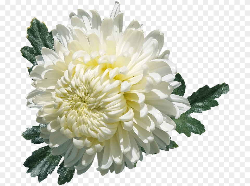 Download Hd Chrysanthemum White Chrysanthme, Dahlia, Flower, Petal, Plant Png