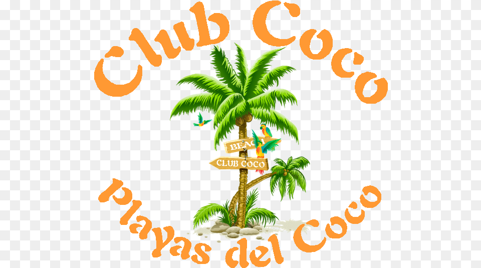 Download Hd Cocologo1bi Coconut Tree Clipart Portable Network Graphics, Vegetation, Rainforest, Plant, Palm Tree Png Image