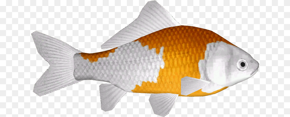 Hd Common Goldfish 13 Anemone Fish Goldfish, Animal, Sea Life, Shark, Carp Free Png Download