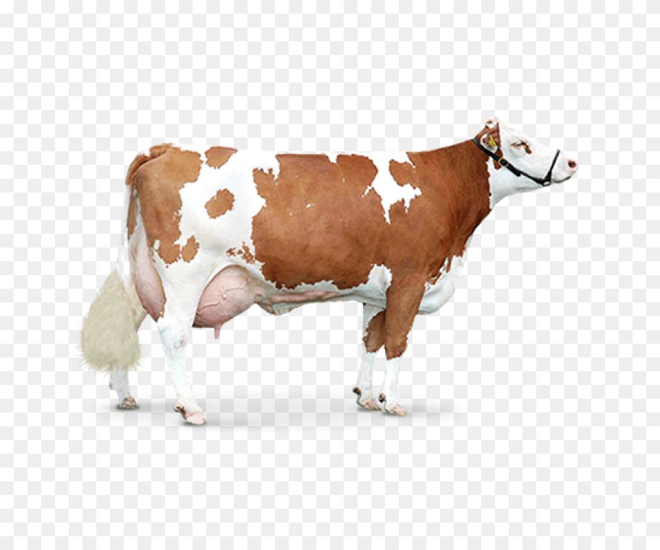Download Hd Cow Cow, Animal, Cattle, Dairy Cow, Livestock Free Transparent Png
