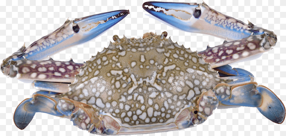 Download Hd Crabs Flower Crab Transparent Blue Crab Crab White Background, Animal, Food, Invertebrate, Sea Life Png