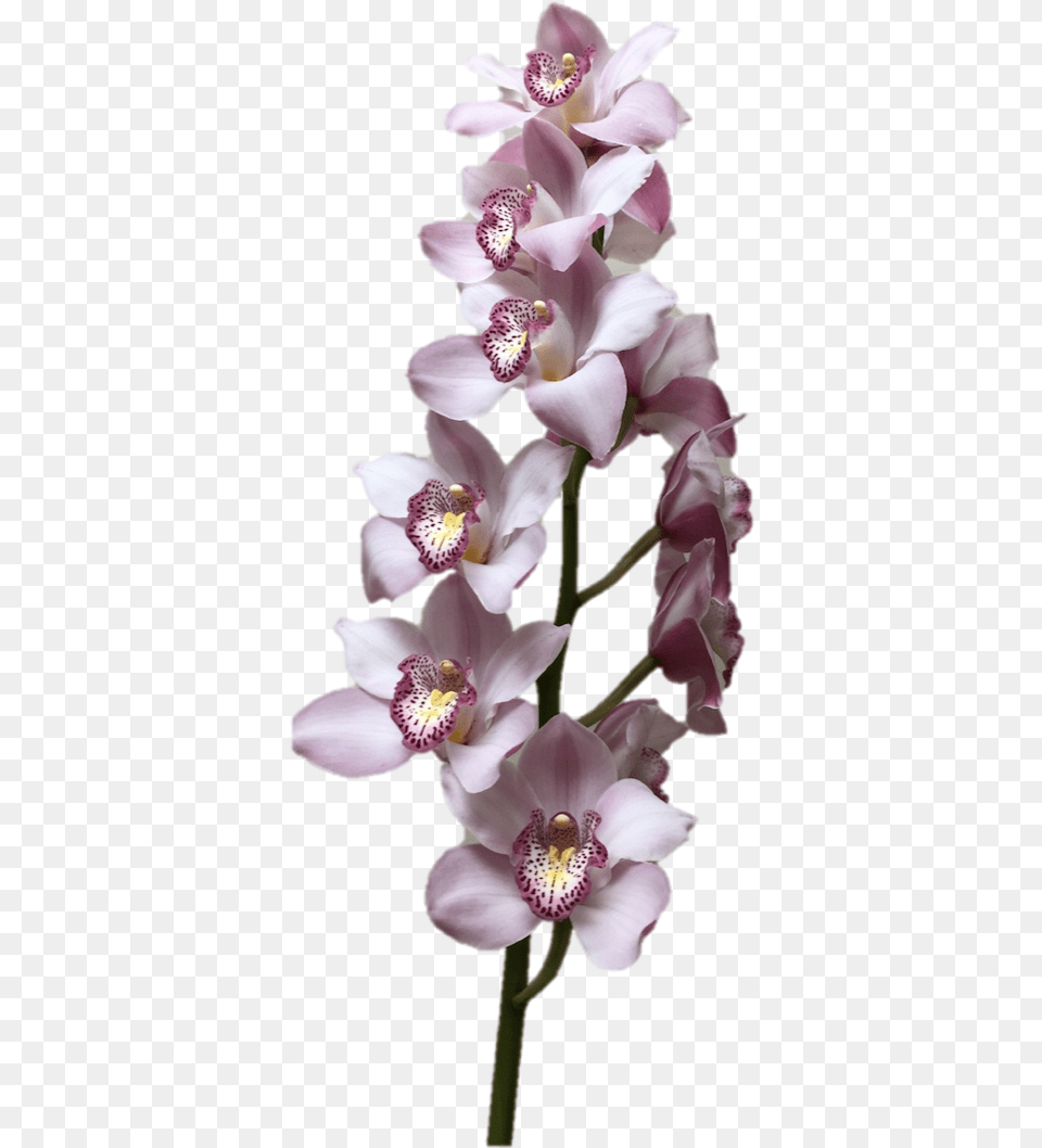 Download Hd Cymbidium Supreme Light Moth Orchids, Flower, Orchid, Plant Free Transparent Png