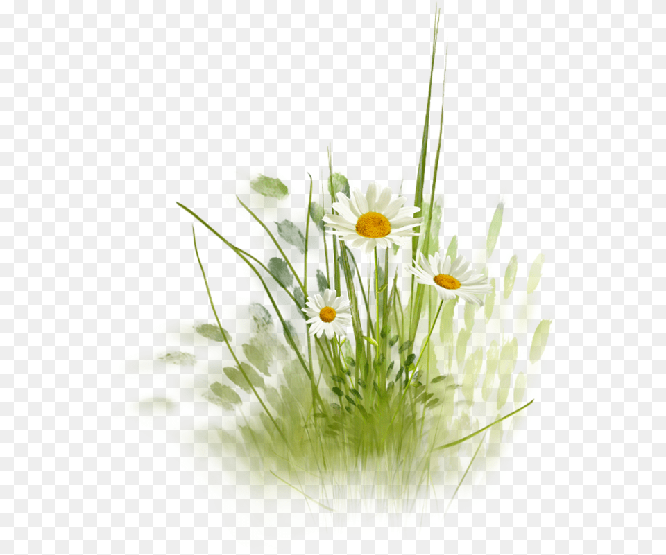 Download Hd Daisy Love Hill Grass, Flower, Flower Arrangement, Flower Bouquet, Plant Png Image
