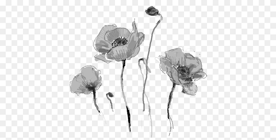 Download Hd Dead Flowers Tumblr Dead Flower Tumblr, Art, Drawing, Anemone, Plant Png Image