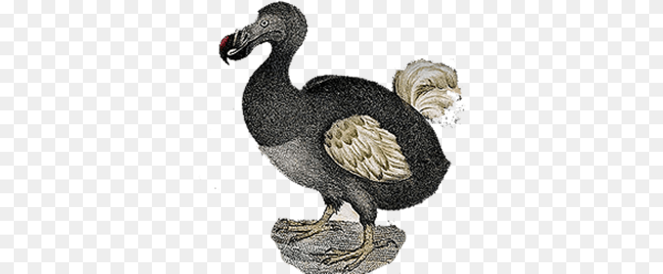 Download Hd Dodo Vintage Dodo Bird No Background Dodo, Animal Free Transparent Png