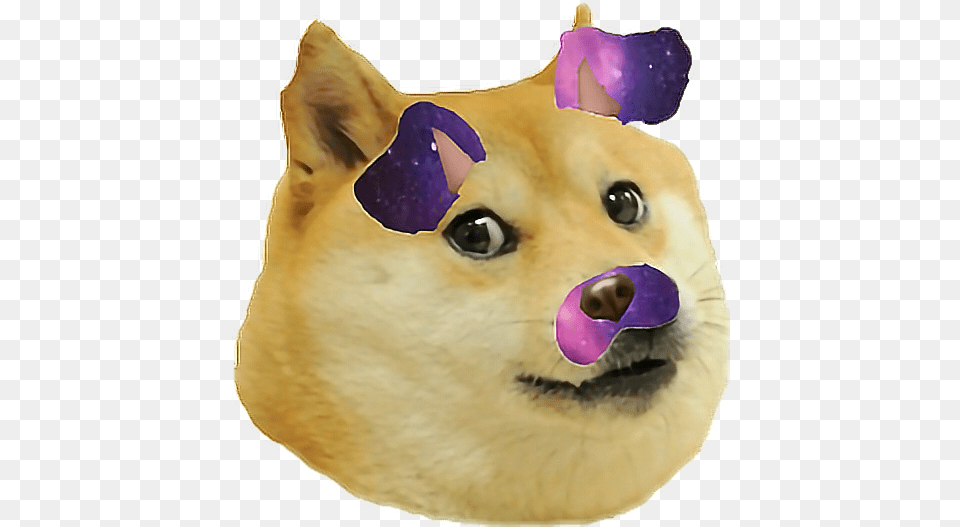 Download Hd Doge Transparent Background Heavy Breathing Doge Meme, Snout, Animal, Canine, Dog Png Image