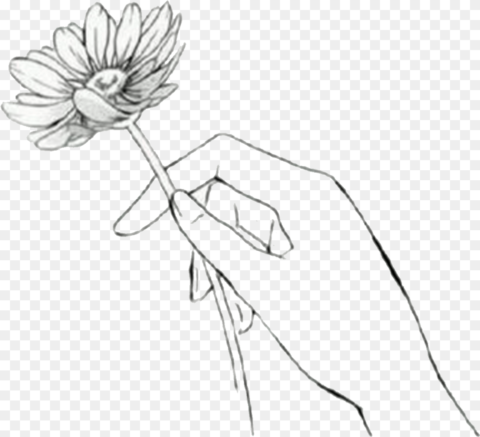 Download Hd Drawn Manga Black And White Anime Flower In Drawn Hand Holding A Flower, Plant, Daisy, Body Part, Art Png Image