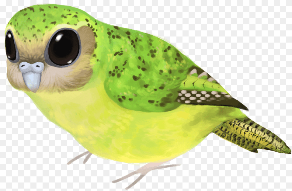 Download Hd Drawn Parakeet Kakapo Budgie Birds, Animal, Bird, Parrot, Beak Png Image
