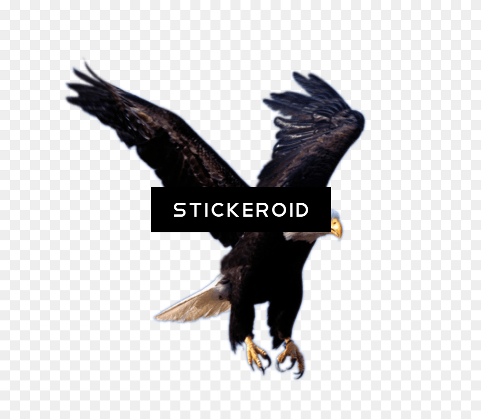 Download Hd Eagle Animals High On Eagles Wings Transparent Flying Eagle, Animal, Bird, Beak, Bald Eagle Free Png