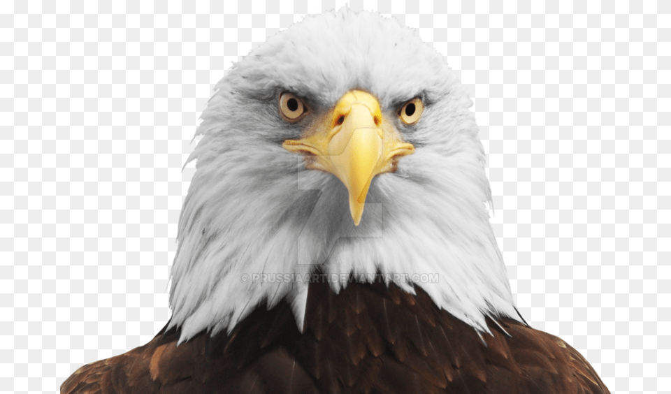 Download Hd Eagle Head Background, Animal, Beak, Bird, Bald Eagle Png Image