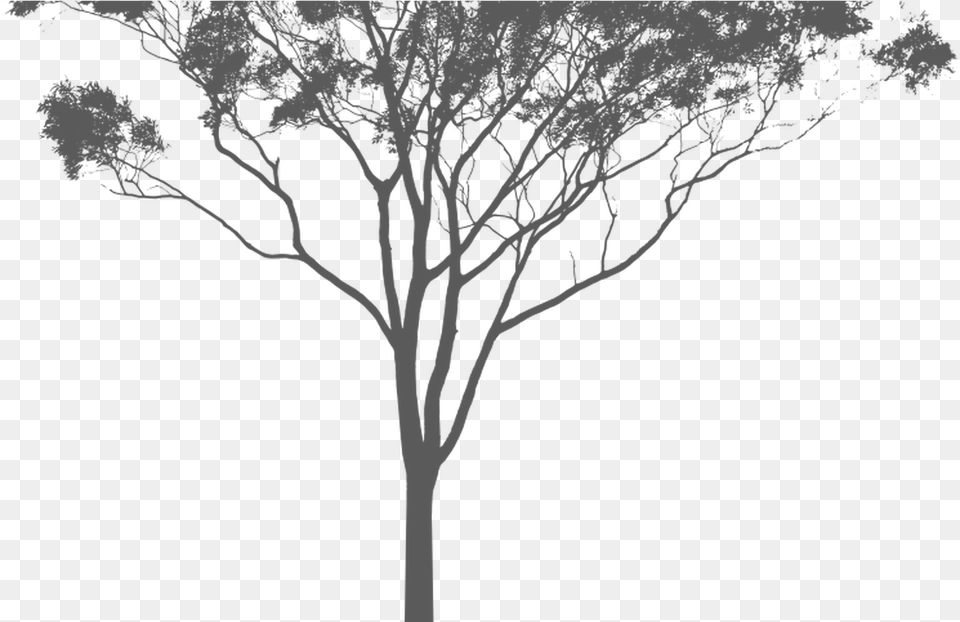 Download Hd Eucalyptus Or Gum Tree Silhouette Australia Eucalyptus Trees, Art, Plant, Drawing, Outdoors Png