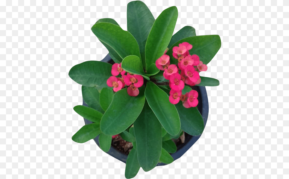 Download Hd Euphorbia Milli Crownofthorns Transparent Flowerpot, Flower, Leaf, Petal, Plant Png Image