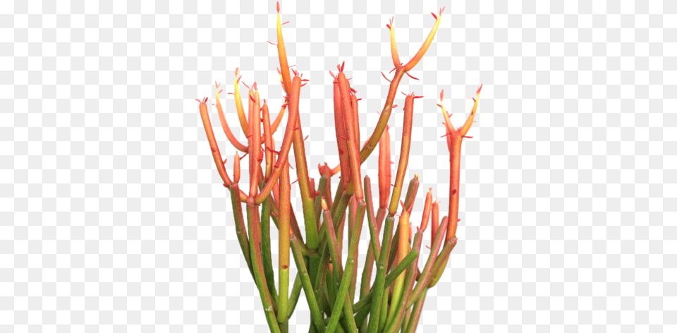 Download Hd Euphorbia Tirucalli U0027firesticksu0027 Office Plants Fire Sticks Succulent, Plant, Aloe, Flower Png Image