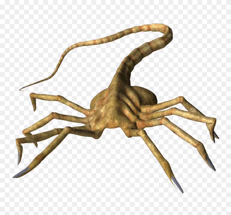 Download Hd Facebook Like Thumbs Up Facehugger Xnalara Facehugger, Animal, Insect, Invertebrate, Sea Life Png