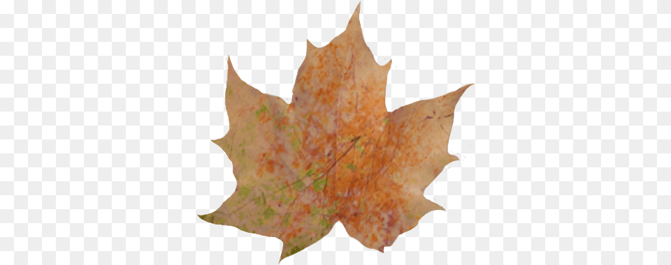 Download Hd Fall Leaves Pile Autumn Leaves Leaf With A Shadow, Plant, Tree, Maple Leaf, Person Png