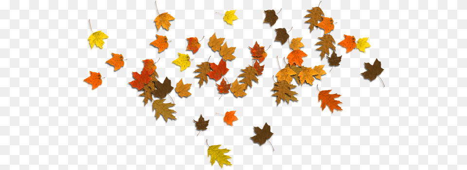 Hd Falling Autumn Leaves Clear Background Autumn Leaf, Maple, Plant, Tree, Maple Leaf Free Png Download