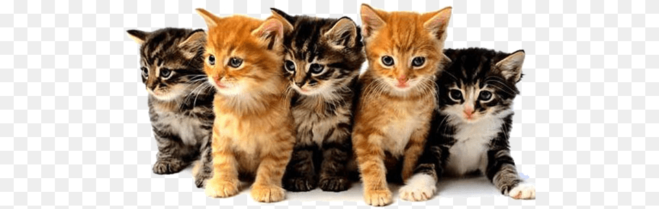 Download Hd Feline Panleukopenia Virus Animal Programs On Tv, Cat, Kitten, Mammal, Pet Png