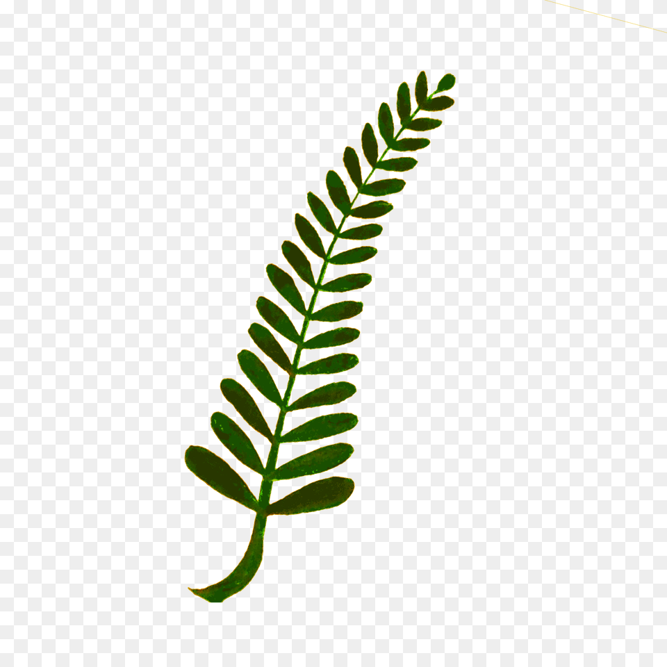 Download Hd Fern Computer Icons Plant Stem Watercolor Fern Clipart, Leaf, Flower, Astragalus Free Transparent Png