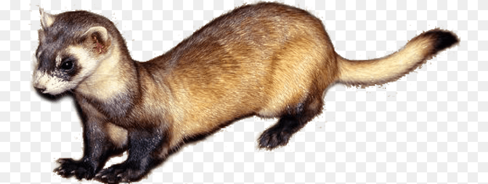 Download Hd Ferret Images Weasel, Animal, Mammal, Canine, Dog Free Transparent Png