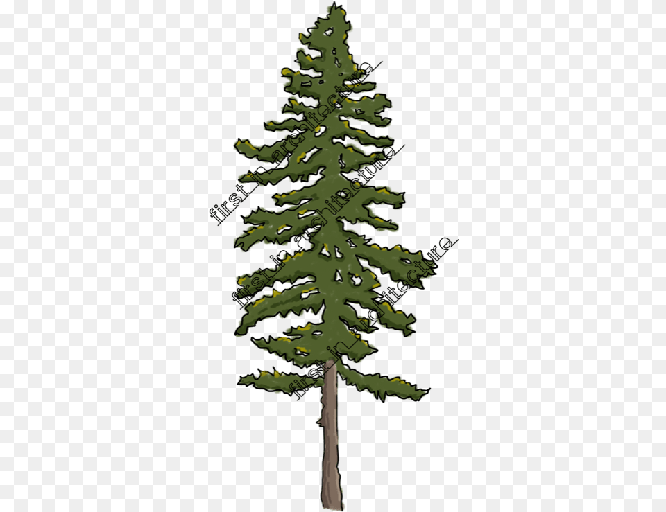 Download Hd Fia Trees Elevation Sketchy Tree Transparent Drawing Of Lodgepole Pine, Fir, Plant, Conifer, Person Png Image