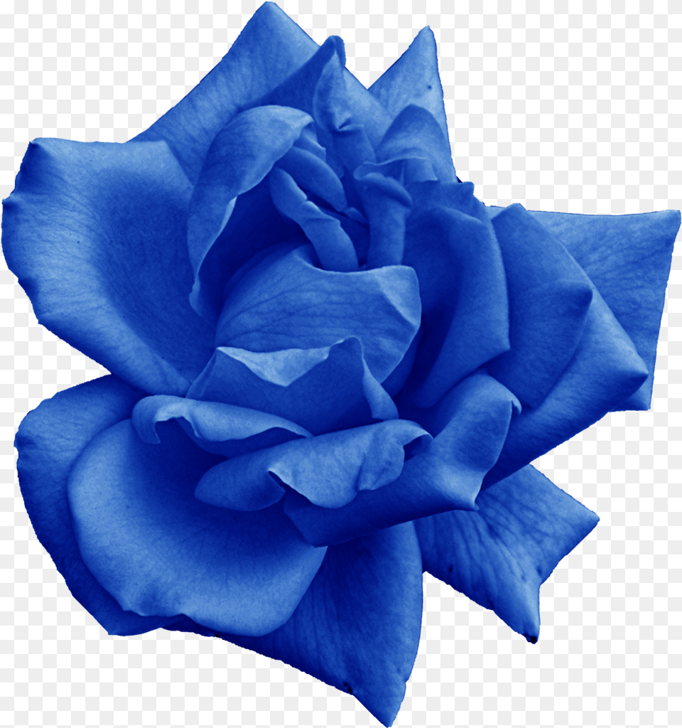 Download Hd File Size Blue Rose, Flower, Plant Png Image