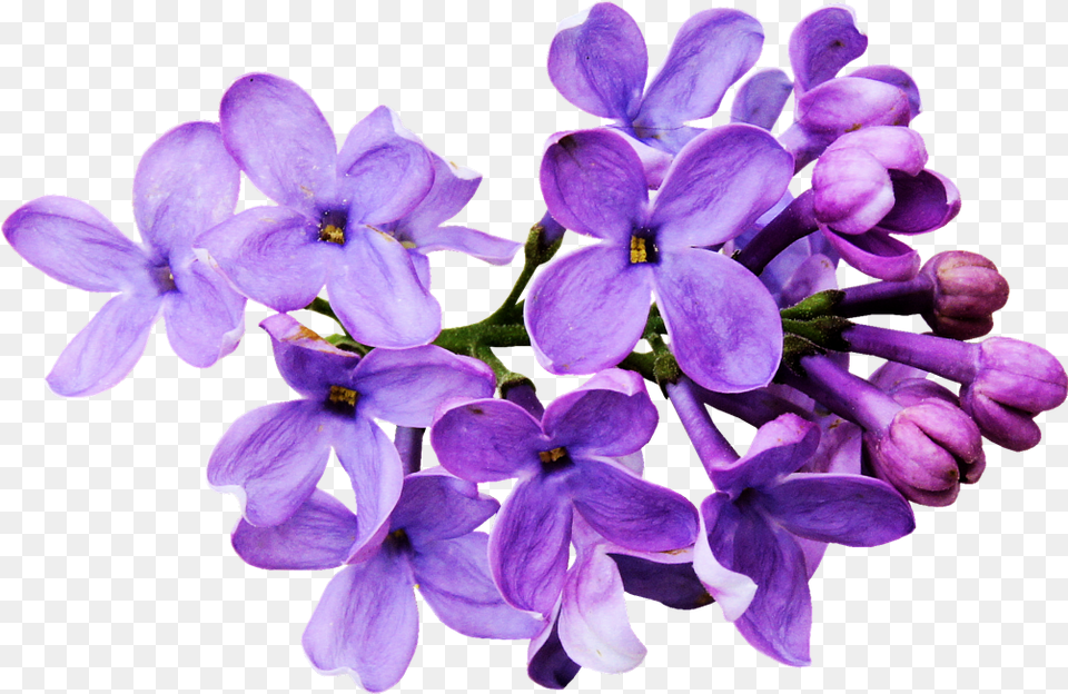 Download Hd Flores Moradas Flowers Draw Tumblr Transparent Lilac Flower, Plant, Geranium Free Png
