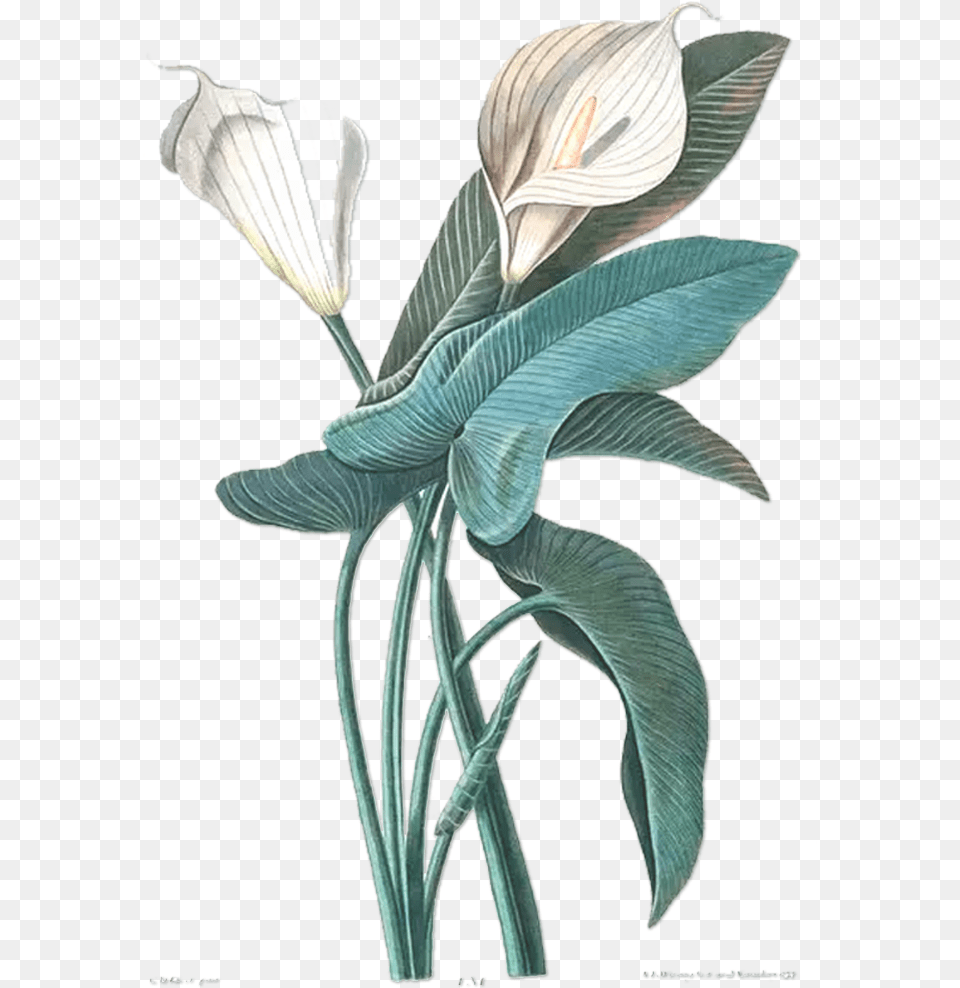 Download Hd Flower Drawing Botany Botanical Illustration White Calla Lily Illustration, Plant, Araceae, Petal, Art Free Transparent Png