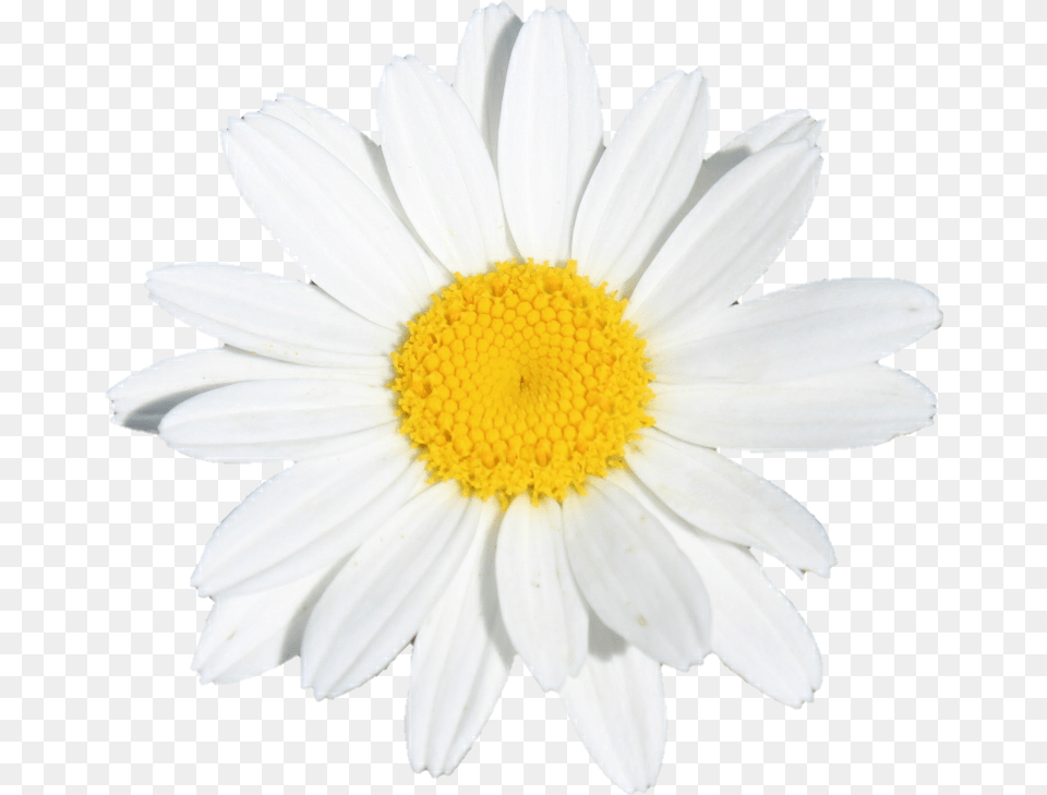 Download Hd Flower Flowers White Yellow Lovely, Daisy, Plant, Petal Free Transparent Png