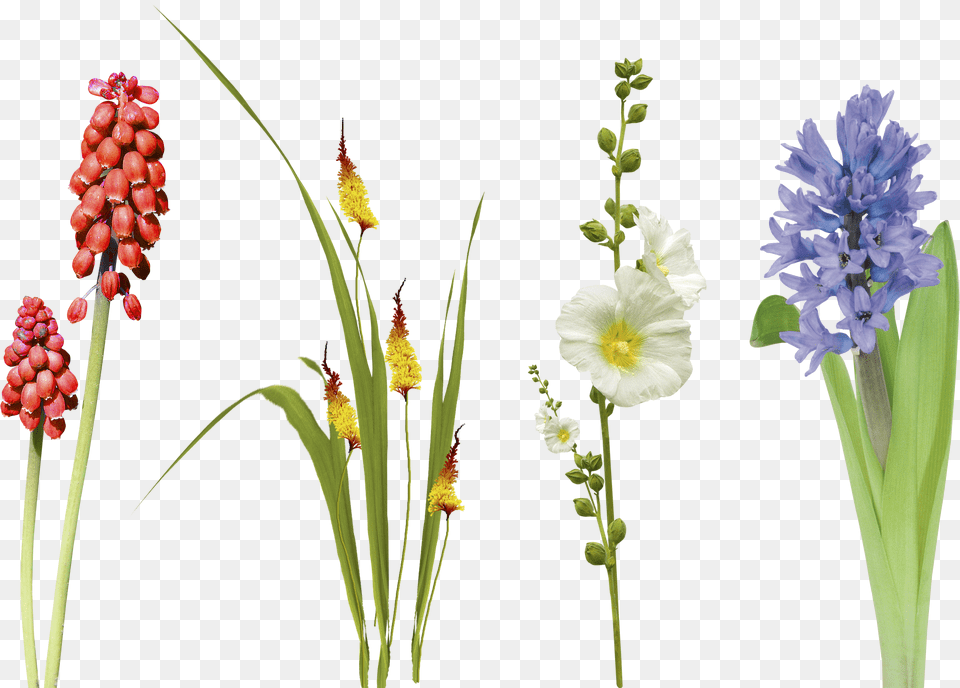 Hd Flower Leaf Grass Photo Overlays Overlay Flowers In Gras, Gray Free Png Download