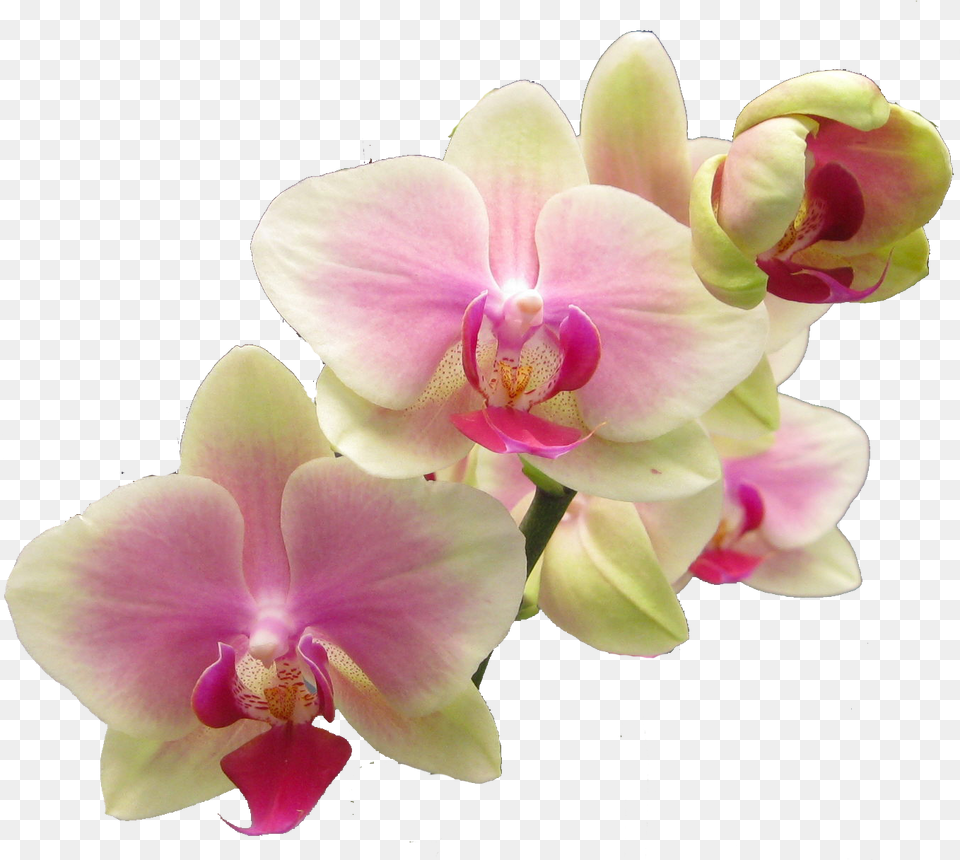 Download Hd Flower Realistic Flowers Clip Art Realistic Flower Clip Art, Orchid, Plant, Rose Png