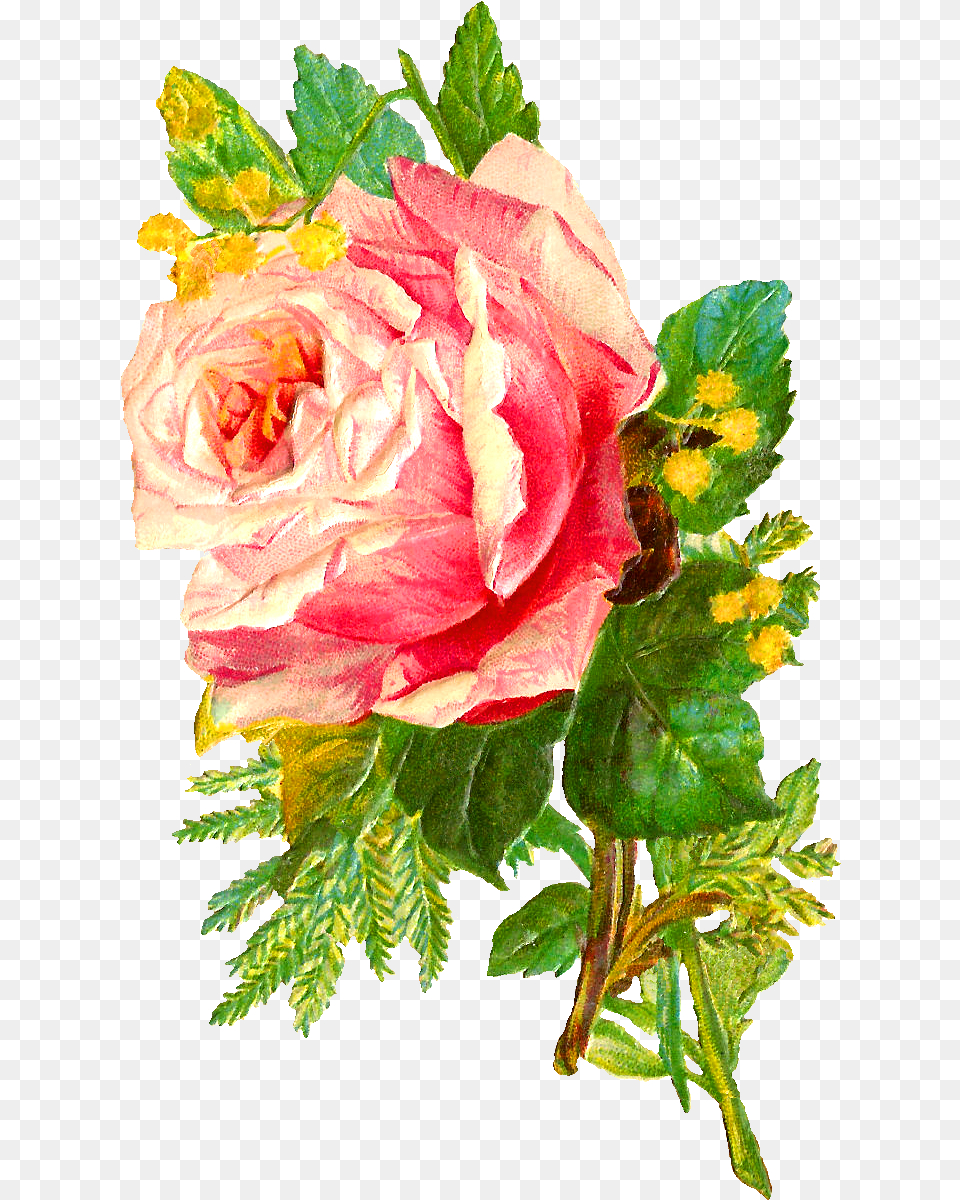 Download Hd Flower Rose Image Bouquet Pink Garden Roses, Flower Arrangement, Flower Bouquet, Plant, Leaf Free Transparent Png