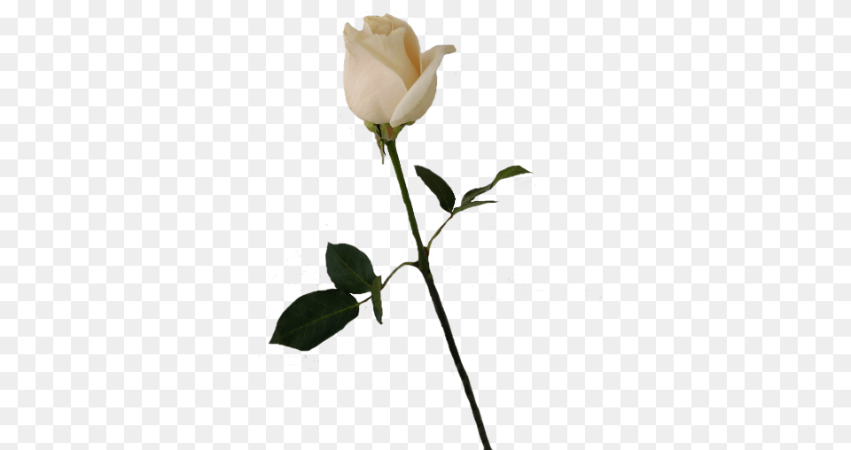 Download Hd Flower Stems White Rose Bud Single White Rose, Plant Free Transparent Png