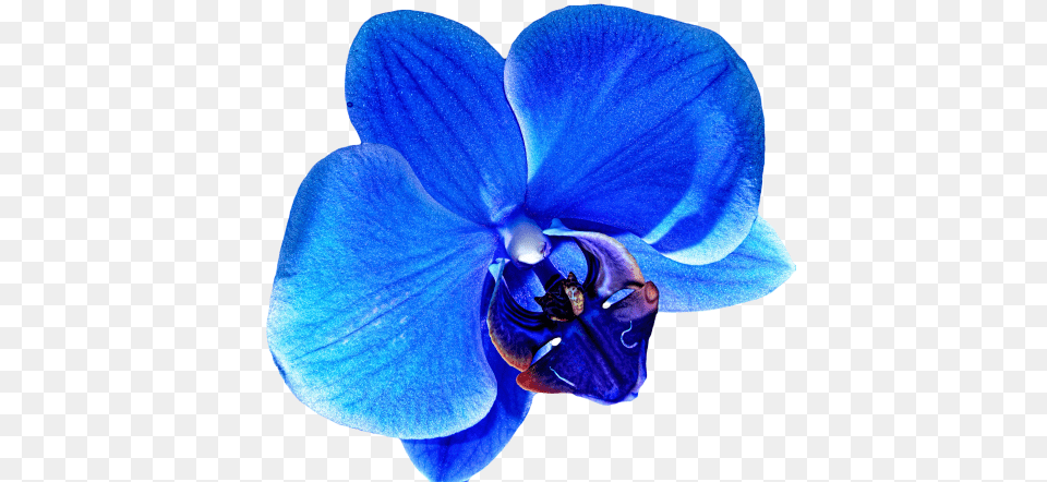 Download Hd Flower Tumblr Flowers Blue Orchid Flower Blue Orchid Transparent Background, Plant, Geranium, Person Free Png