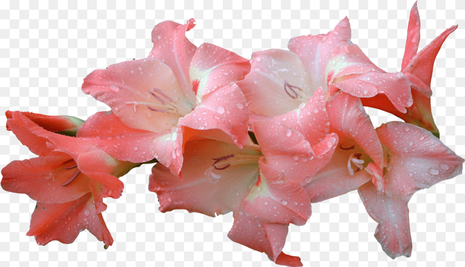 Download Hd Flowers U0026 Leafs Gladiolus Flower Pink Portable Network Graphics, Plant, Rose, Geranium, Petal Png Image